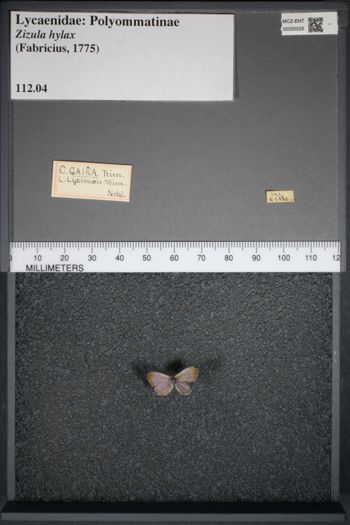 Media type: image;   Entomology 50025